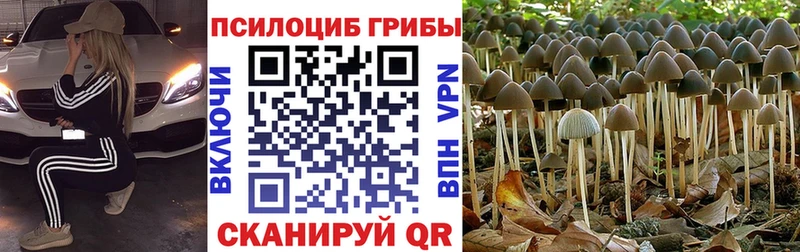 где купить наркоту Кемерово Псилоцибиновые грибы GOLDEN TEACHER